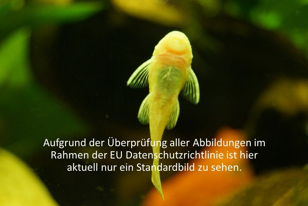 netzwerk natur, Übergabe des WasserWelten-Aquariums an die Kita am Birkenwäldchen in Panketal